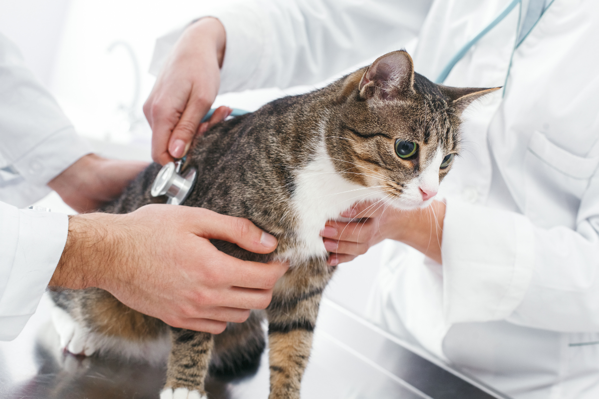Distemper Vaccine for Cats What Cat Owners Need To Know Fursure Blog